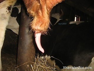 Awesome bestiality sex compilation with bears, giraffes and other beasts