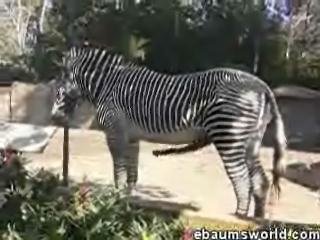 Watch how big zebra becomes horny in awesome animality video