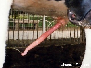 Watch how huge animal cock cums a massive load of semen