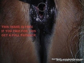 Zoophile shoves black sex toy deep into wet asshole of pony