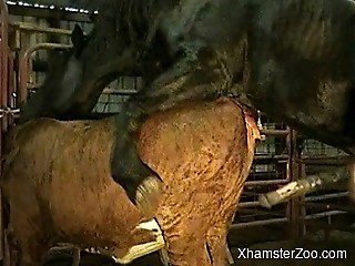 Bestial bang in the barn with a crazy huge stallion and cow