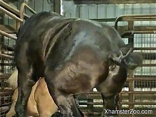 Horse Sex Granny - Free XHAMSTER zoo porn videos from XHAMSTER.COM tube