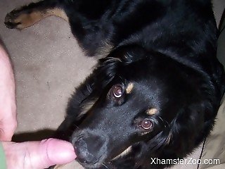 Trained doggy tries to caress ownerâ€™s penis with his mouth